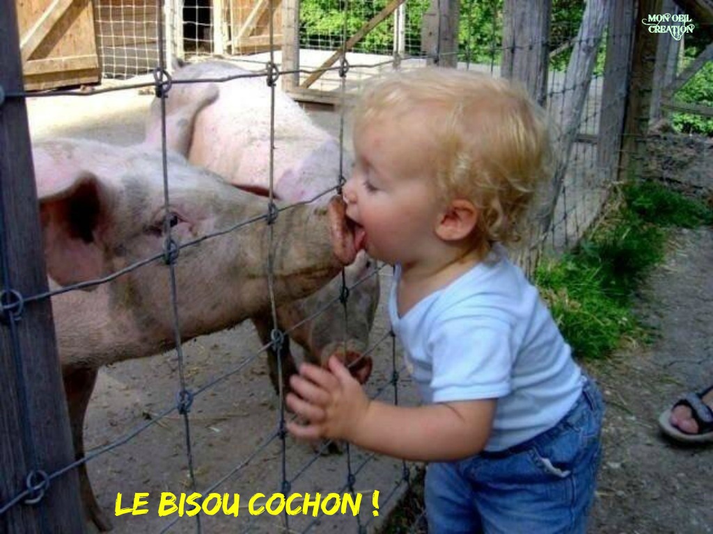 AO11. Humour - Le Bisou Cochon !