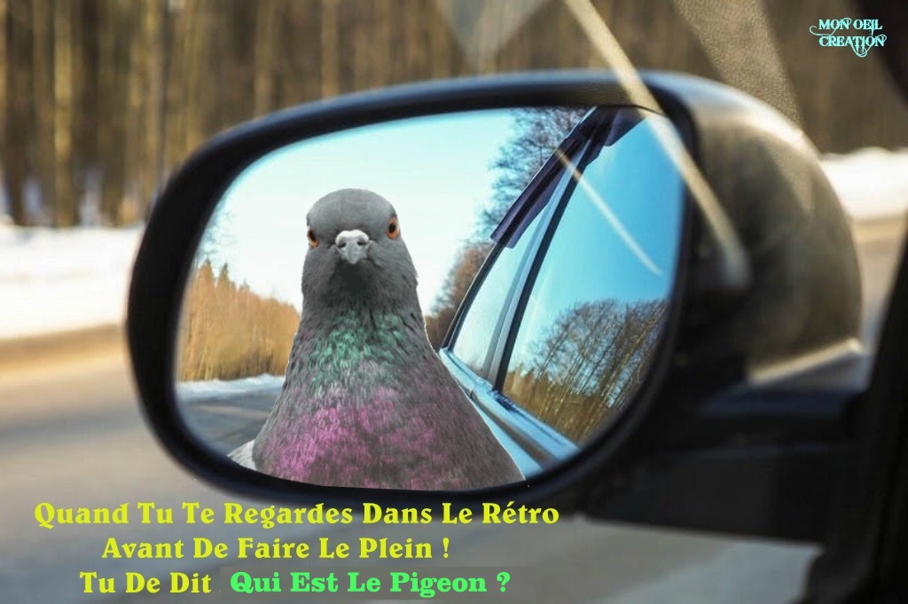 AS15. Humour - Le Pigeon !