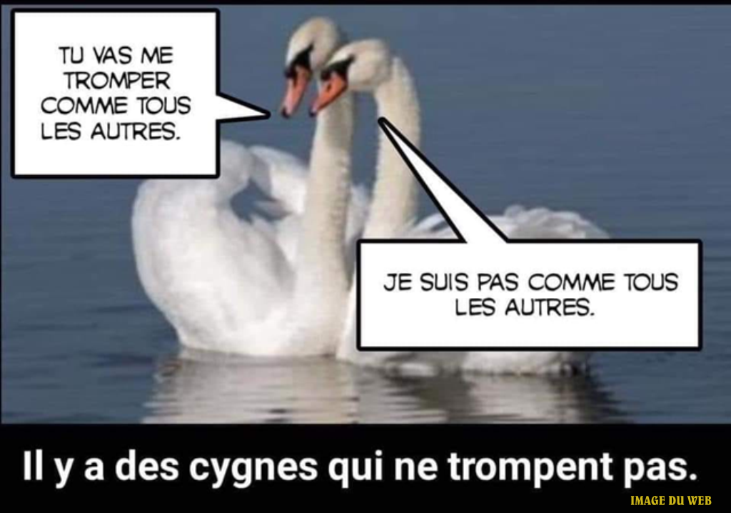 BA11. Humour - Les Cygnes
