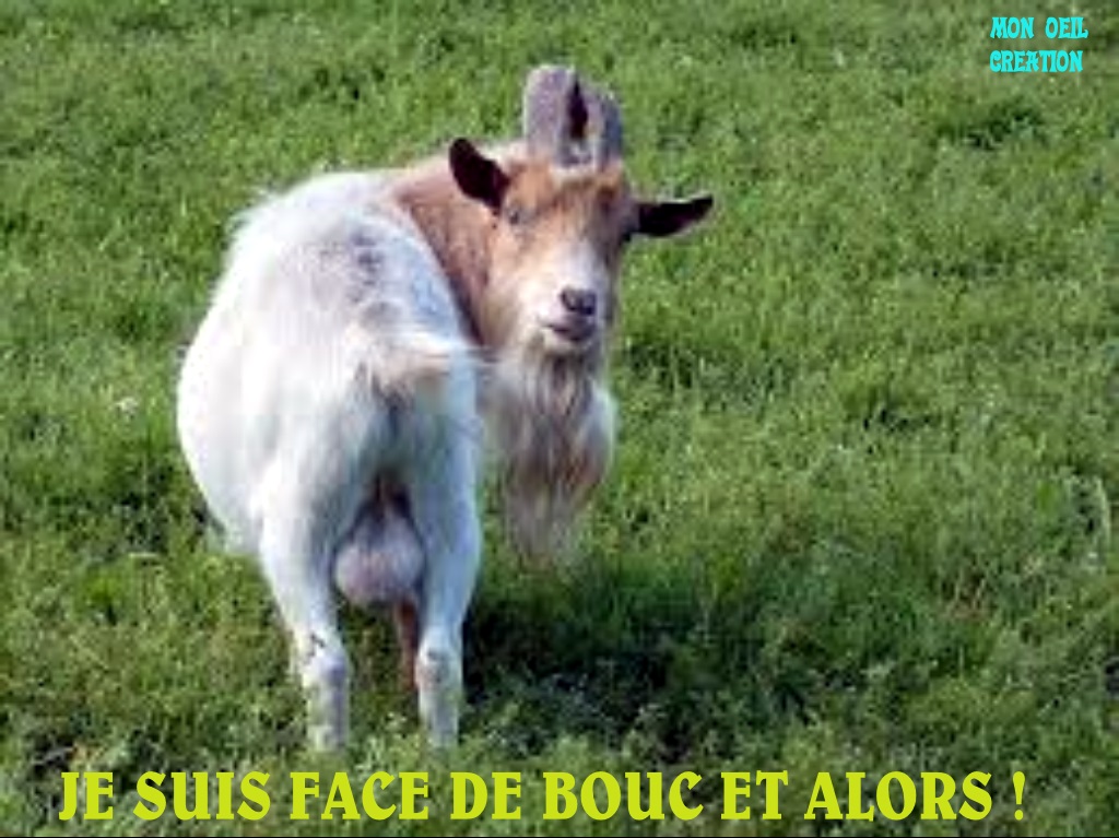 BA7. Humour - Face De Bouc