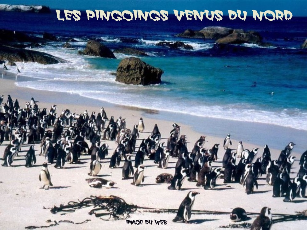 BF9. Politique - Les Pingoings Au Nord