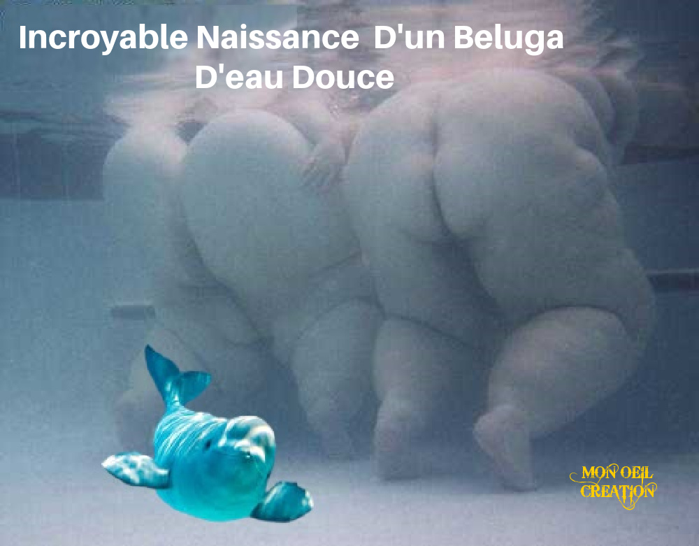 BR4 Humour - Beluga D'eau Douce