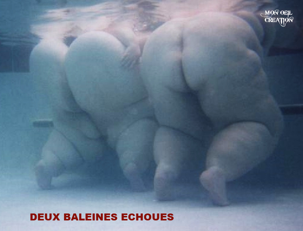 CH08. Humour - Baleines Echoués