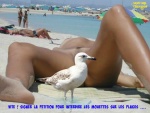 E4.-Humour-Petition-Contre-Les-Mouettes.jpg