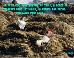 I16.-Politique-Le-Coq-Nain-Menteur-de-Tulle.jpg