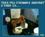 I3.-Humour-WC-Pour-Toutou.jpg