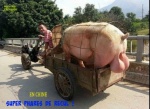 I5.-Humour-Phares-de-Recul-Chinois.jpg