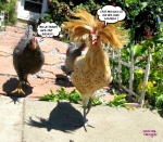 L8.-Humour-Cocorico-Rococo.jpg