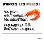 L29.-Humour-Les-Crevettes-.jpg