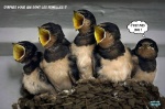 N19.-Humour-Oiseaux-Femelles.jpg