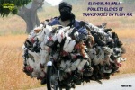 P21.-Humour-Eleveur-de-Poulets-2.jpg
