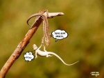 Q13.-Humour-Secour-Animal.jpg