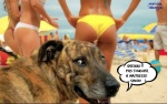 R14.-Humour-La-Maitresse-Le-Dog.jpg