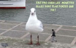 R22.-Humour-Les-Mouettes.jpg