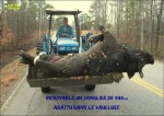 R29.-Humour-Insolite-un-Sanglier-de-545-Kgs.jpg