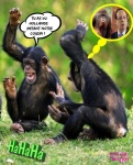 V24.-Humour-Hollande-et-Les-Singes.jpg