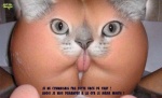 W6.-Nouveau-Minou.jpg