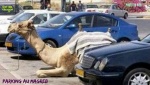 W25.-Humour-Parking-au-Magreb.jpg