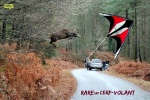 Y21.-Humour-Un-Cerf-Volant.jpg