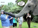 Y26.-Humour-Un-Eléphant-ça-Trompe-.jpg