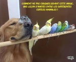 AA10.-Humour-Amities-Entre-Animaux.jpg