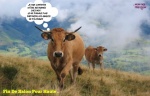 AB30.-Politique-Fin-De-Salon-Pour-Haute-La-Vache-Aubrac-Son-Veau.jpg