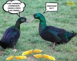 AB20.-Humour-Casser-3-Pates-a-un-Canard-.jpg