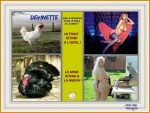 AC10.-Humour-Poule-Dinde.jpg