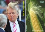 AE9.-Politique-Trump-LEpi-De-Maîs.jpg