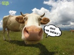 AE22.-Humour-Portrait-de-Vache-.jpg