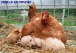 AE28.-Humour-Famille-Recomposée.jpg