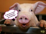 AF22.-Humour-Le-Cochon-Capitaliste.jpg