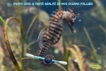 AH5.-Politique-Océan-Pollution-Hippocampe.jpg