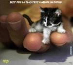 AH18.-Humour-Mimi-Le-Minou.jpg