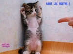 A25.-Humour-Haut-Les-Pattes.jpg