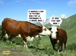 C12.-Humour-Dialogues-de-Ruminants.jpg